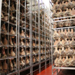 DANIELE INC. has reported it has about 80 employees who have contracted the COVID-19 infection, and who are quarantined. The company is a maker of specialty Italian meats, such as this prosciutto. / COURTESY DANIELE.