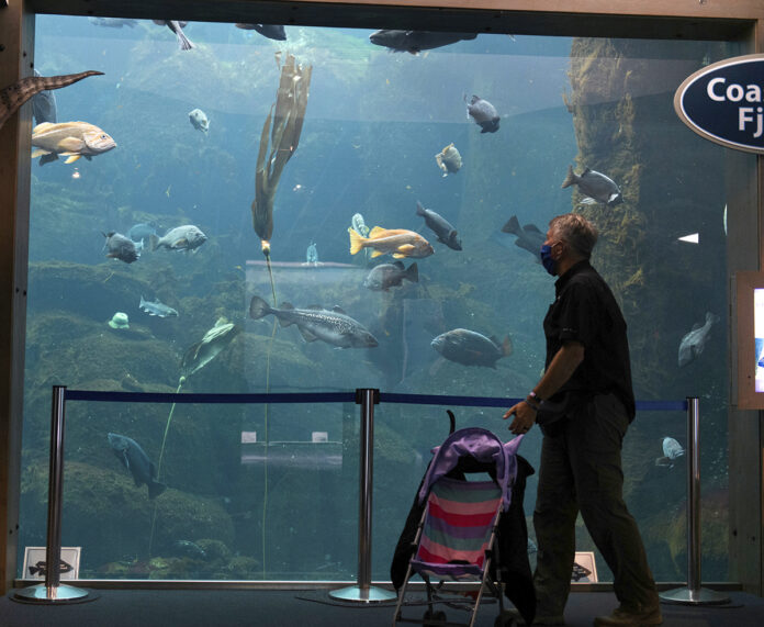 SINKING FEELING: A visitor to the Alaska SeaLife Center in Seward, Alaska, passes an exhibit at the aquarium and research center. A majority of visitors used to be cruise ship passengers, but most cruises have been canceled because of the pandemic. / ANCHORAGE DAILY NEWS VIA AP/MARC LESTER SINKING FEELING: A visitor to the Alaska SeaLife Center in Seward, Alaska, passes an exhibit at the aquarium and research center. A majority of visitors used to be cruise ship passengers, but most cruises have been canceled because of the pandemic. / ANCHORAGE DAILY NEWS VIA AP/MARC LESTER