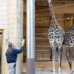 Beloved Roger Williams Park Zoo giraffe dies