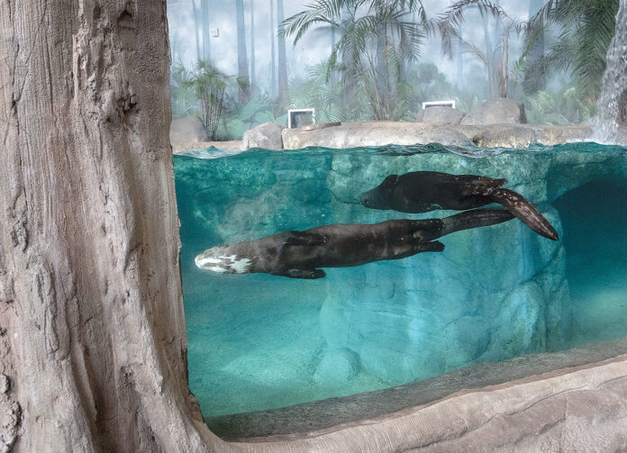 ROGER WILLIAMS PARK ZOO set a new single-year attendance record of 834,960 in 2021, a 23.5% increase from the count of guests who visited the zoo in 2019. / PBN FILE PHOTO/MICHAEL SALERNO ROGER WILLIAMS PARK ZOO set a new single-year attendance record of 834,960 in 2021, a 23.5% increase from the count of guests who visited the zoo in 2019. / PBN FILE PHOTO/MICHAEL SALERNO