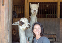 TO THE RESCUE: Wendy Taylor, founder and executive director of Tiverton-based nonprofit West Place Animal Sanctuary, oversees a home to approximately 100 rescued farm animals, wild waterfowl and gam/  PBN PHOTO/KATE WHITNEY LUCEY
