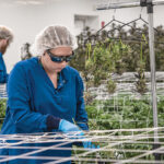CANNABIS ­CULTIVATOR: Mammoth Inc. is among the state’s cannabis cultivators hoping to expand once marijuana sales for recreational use become legal in December. Above, trimmer Alyssa Kenyon works in Mammoth’s Warwick facility.  PBN FILE PHOTO/MICHAEL SALERNO
