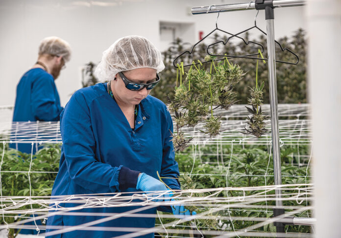CANNABIS ­CULTIVATOR: Mammoth Inc. is among the state’s cannabis cultivators hoping to expand once marijuana sales for recreational use become legal in December. Above, trimmer Alyssa Kenyon works in Mammoth’s Warwick facility.  PBN FILE PHOTO/MICHAEL SALERNO