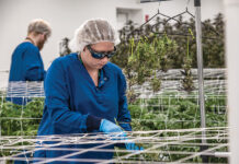 A GROWING WORKFORCE: New labor pipeline emerging for legalized recreational cannabis FUTURE EXPANSION? Alyssa Kenyon works as a trimmer in the Mammoth Inc. cannabis cultivation facility in Warwick. Founder and CEO Spencer Blier hopes eventually to add grow rooms, lab space and employees after retail sales of recreational marijuana start in December.
PBN PHOTO/MICHEAL SALERNO