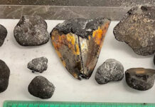 URI researchers uncover fossilized tooth of massive shark