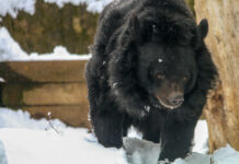 Gracie, Roger Williams Park Zoo moon bear, euthanized due to failing health GRACIE, A MOON BEAR at Roger Williams Park Zoo in Providence, was euthanized due to a recent health decline. / COURTESY ROGER WILLIAMS PARK ZOO