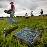 Wild blueberry production takes a dip in the face of drought