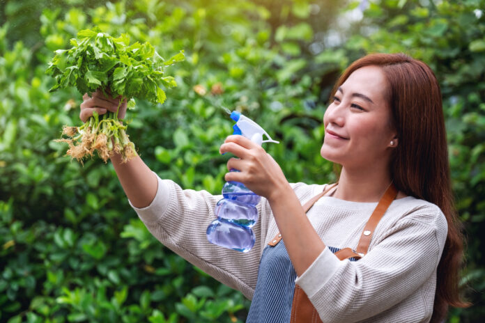 a woman with apron spraying celery by foggy in the garden