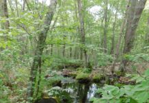 Audubon Society expands in R.I. with donated 305 acres
