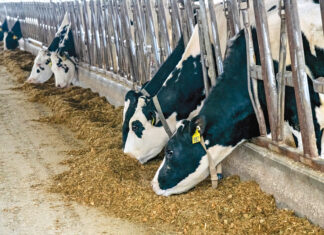 LUNCH BREAK: Wright’s Dairy Farm considers its 200 cows employees of the company. Some of the cows enjoy some feed in a barn on the 400-acre farm, which has been operating for more than a century.  PBN PHOTO/MICHAEL SALERNO