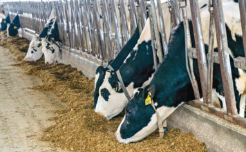LUNCH BREAK: Wright’s Dairy Farm considers its 200 cows employees of the company. Some of the cows enjoy some feed in a barn on the 400-acre farm, which has been operating for more than a century.  PBN PHOTO/MICHAEL SALERNO