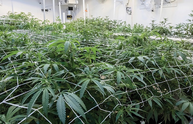 THE THOMAS C. SLATER Compassion Center Inc. in Providence was fined $10,000 by the state for making late payments to licensed cultivators for marijuana products and services. / PBN FILE PHOTO/ MICHAEL SALERNO