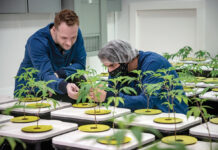 CREDIT ­ISSUES: Spencer Blier, left, CEO and founder of Mammoth Inc., one of Rhode Island’s licensed cannabis cultivators, in his facility with one of the Mammoth technicians. Because the federal government has not legalized cannabis, banking services and credit card processing are difficult to come by for businesses in the industry.  PBN FILE PHOTO/MICHAEL SALERNO