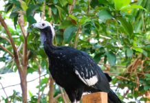 1 of 2 missing piping guans returned to Roger Williams Park Zoo ONE OF THE TWO blue-throated piping guans that ran away from Roger Williams Park Zoo has returned to the zoo. / COURTESY ROGER WILLIAMS PARK ZOO