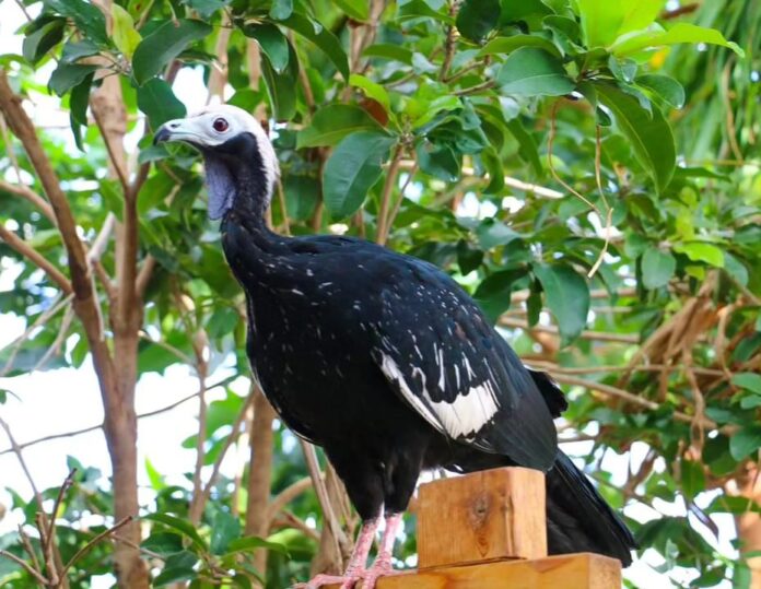ONE OF THE TWO blue-throated piping guans that ran away from Roger Williams Park Zoo has returned to the zoo. / COURTESY ROGER WILLIAMS PARK ZOO