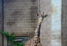 Roger Williams Park Zoo welcomes new Masai giraffe