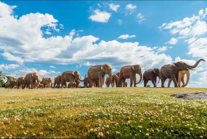 SmallElephant2