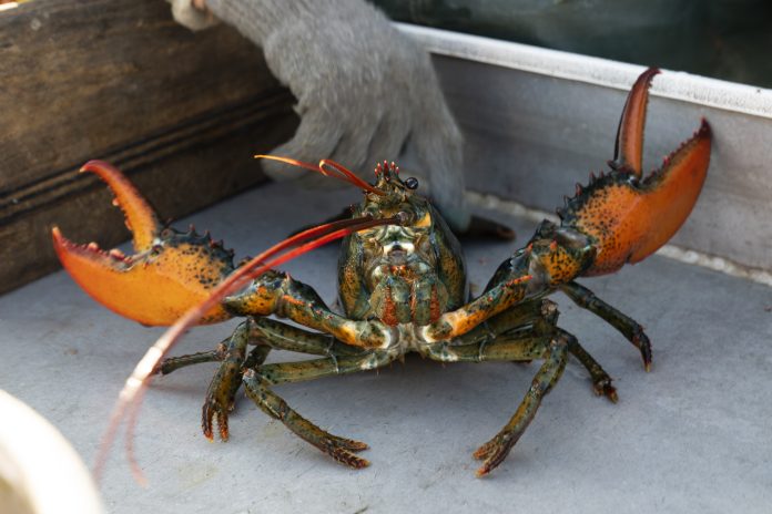 Lobster Catch