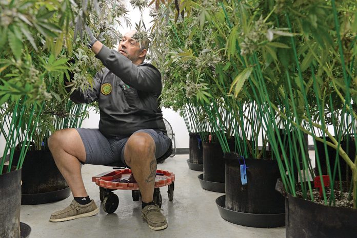 READY FOR GROWTH: Jason Calderon, CEO of Bonsai Buds LLC in Exeter. Cultivators will welcome even limited expansion of the state’s retail marijuana industry.  PBN FILE PHOTO/­ELIZABETH GRAHAM