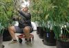 HARVEST TIME:  Jason Calderon, CEO of Bonsai Buds LLC in Exeter, tends to mature marijuana plants in the grow room  that are ready to be dried.  PBN PHOTO/ ELIZABETH GRAHAM