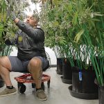 HARVEST TIME:  Jason Calderon, CEO of Bonsai Buds LLC in Exeter, tends to mature marijuana plants in the grow room  that are ready to be dried.  PBN PHOTO/ ELIZABETH GRAHAM