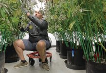 HARVEST TIME:  Jason Calderon, CEO of Bonsai Buds LLC in Exeter, tends to mature marijuana plants in the grow room  that are ready to be dried.  PBN PHOTO/ ELIZABETH GRAHAM