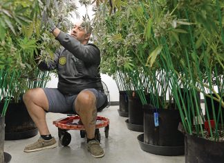 HARVEST TIME:  Jason Calderon, CEO of Bonsai Buds LLC in Exeter, tends to mature marijuana plants in the grow room  that are ready to be dried.  PBN PHOTO/ ELIZABETH GRAHAM