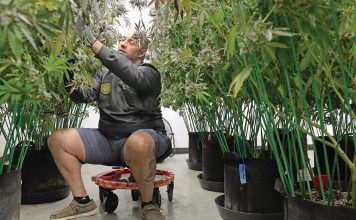 HARVEST TIME:  Jason Calderon, CEO of Bonsai Buds LLC in Exeter, tends to mature marijuana plants in the grow room  that are ready to be dried.  PBN PHOTO/ ELIZABETH GRAHAM