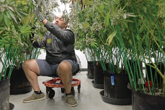 HARVEST TIME:  Jason Calderon, CEO of Bonsai Buds LLC in Exeter, tends to mature marijuana plants in the grow room  that are ready to be dried.  PBN PHOTO/ ELIZABETH GRAHAM