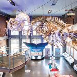 WHALE OF A TIME: One SouthCoast Chamber of Commerce will hold a ­Business After Hours networking event at the New Bedford Whaling Museum on Aug. 7. COURTESY NEW BEDFORD WHALING MUSEUM