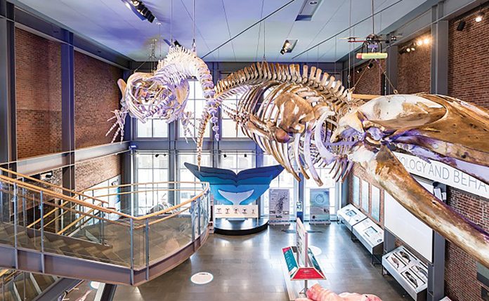 WHALE OF A TIME: One SouthCoast Chamber of Commerce will hold a ­Business After Hours networking event at the New Bedford Whaling Museum on Aug. 7. COURTESY NEW BEDFORD WHALING MUSEUM