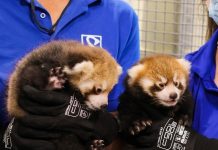 Roger Williams Zoo announces birth of twin red panda kits