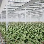 Exeter greenhouse developer sued for $1.7M in unpaid legal fees A SCREENSHOT from a Rhoe Island Grows LLC video showing what the 25-acre greenhouse in Exeter would look like when operating and producing thousands of pounds of tomatoes a day. / YOUTUBE VIDEO SCREENSHOT