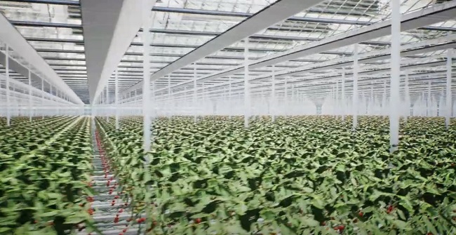 Exeter greenhouse developer sued for $1.7M in unpaid legal...