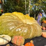ROGER WILLIAMS PARK ZOO's Jack-O-Lantern Spectacular features world-record green squash. It weighs 2,200 pounds. COURTESY ROGER WILLIAM PARK ZOO