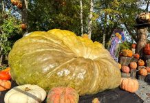 World’s heaviest green squash on display at zoo’s Jack-O-Lantern Spectacular ROGER WILLIAMS PARK ZOO's Jack-O-Lantern Spectacular features world-record green squash. It weighs 2,200 pounds. COURTESY ROGER WILLIAM PARK ZOO