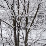 ISO New England says electric grid ready for winter energy demand