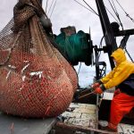 New England’s shrimp fishery to shut down for the long haul after years of decline
