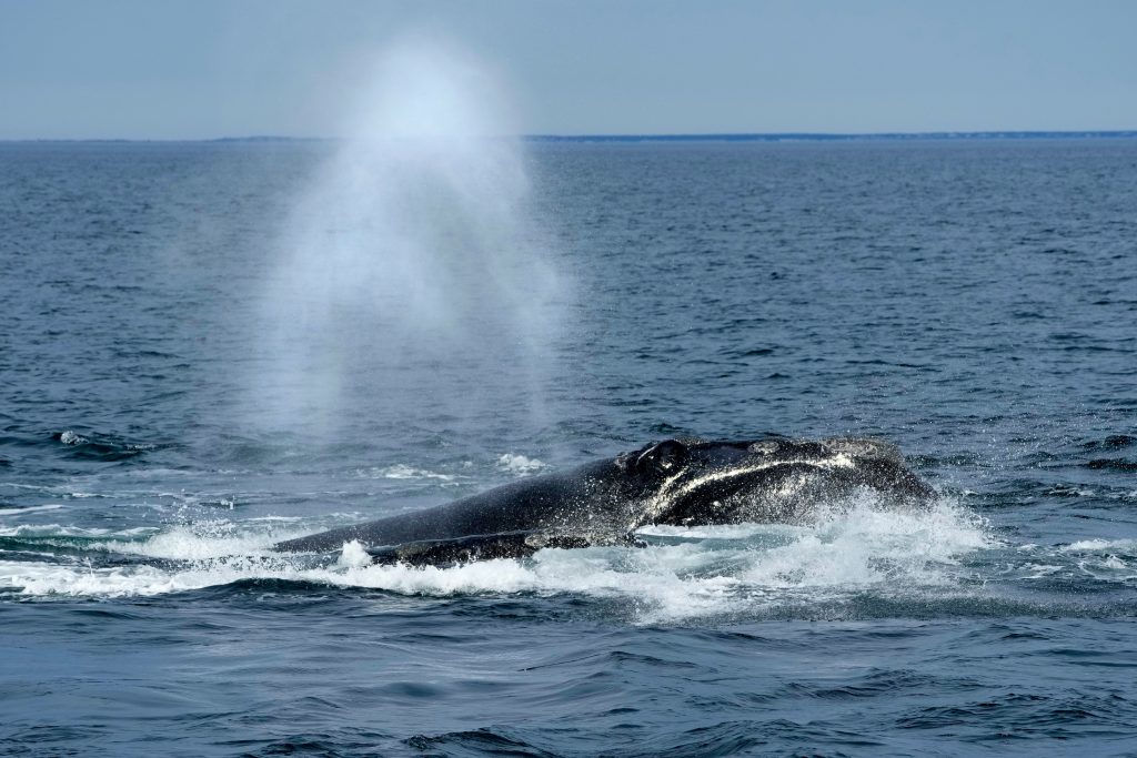 U.S. ocean regulator faces criticism over changes to right whale protection...