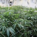 MASSACHUSETTS GOV. Maura T. Healy has signed new cannabis legislation that creates new types of licenses, WPRI-TV CBS 12 reports. / PBN FILE PHOTO/MICHAEL SALERNO