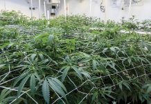 MASSACHUSETTS GOV. Maura T. Healy has signed new cannabis legislation that creates new types of licenses, WPRI-TV CBS 12 reports. / PBN FILE PHOTO/MICHAEL SALERNO