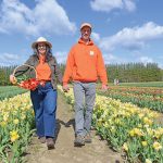 DOMESTIC BULBS: Wicked Tulips flower farm owners Keriann and Jeroen Koeman are now growing flowers from their own bulbs instead of Dutch and Canadian bulbs like they used to, a first for tulip farms in the Northeast, they say.  PBN PHOTO/ELIZABETH GRAHAM