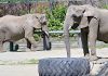 SOON ON  THE MOVE:  A pair of elephants lumber around their 2-acre habitat at Roger Williams Park Zoo. All three elephants that live at the zoo will be leaving next year because of increasing health issues as they age. PBN PHOTO/ MICHAEL SALERNO
