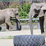 SOON ON  THE MOVE:  A pair of elephants lumber around their 2-acre habitat at Roger Williams Park Zoo. All three elephants that live at the zoo will be leaving next year because of increasing health issues as they age. PBN PHOTO/ MICHAEL SALERNO