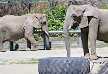 SOON ON  THE MOVE:  A pair of elephants lumber around their 2-acre habitat at Roger Williams Park Zoo. All three elephants that live at the zoo will be leaving next year because of increasing health issues as they age. PBN PHOTO/ MICHAEL SALERNO