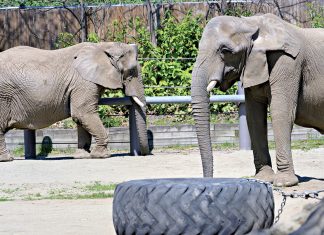 SOON ON  THE MOVE:  A pair of elephants lumber around their 2-acre habitat at Roger Williams Park Zoo. All three elephants that live at the zoo will be leaving next year because of increasing health issues as they age. PBN PHOTO/ MICHAEL SALERNO