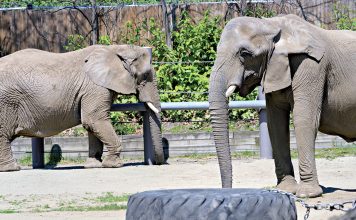 SOON ON  THE MOVE:  A pair of elephants lumber around their 2-acre habitat at Roger Williams Park Zoo. All three elephants that live at the zoo will be leaving next year because of increasing health issues as they age. PBN PHOTO/ MICHAEL SALERNO