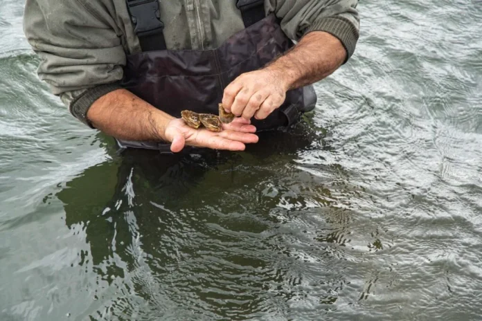 aquaculture-Nora-Lewis-1024x683 THE NSF SEAFOOD Engine aims to grow New England’s historical seafood industry and tech sector into a more profitable pillars of the regional and national economy, officials say. / COURTESY UNIVERSITY OF RHODE ISLAND/ NORA LEWIS