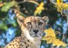 Roger Williams Park Zoo announces death of cheetah