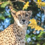 Roger Williams Park Zoo announces death of cheetah